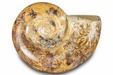 Jurassic Ammonite (Hemilytoceras) Fossil - Madagascar #283463-1